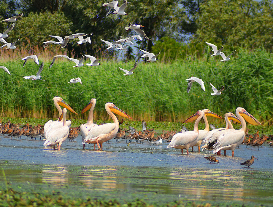 Пелікани в Дунайському заповіднику