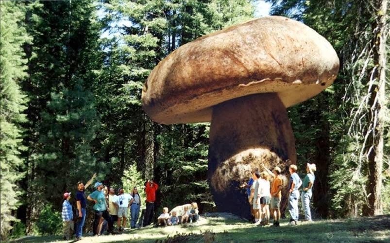 Результат пошуку зображень за запитом "найбільші гриби"